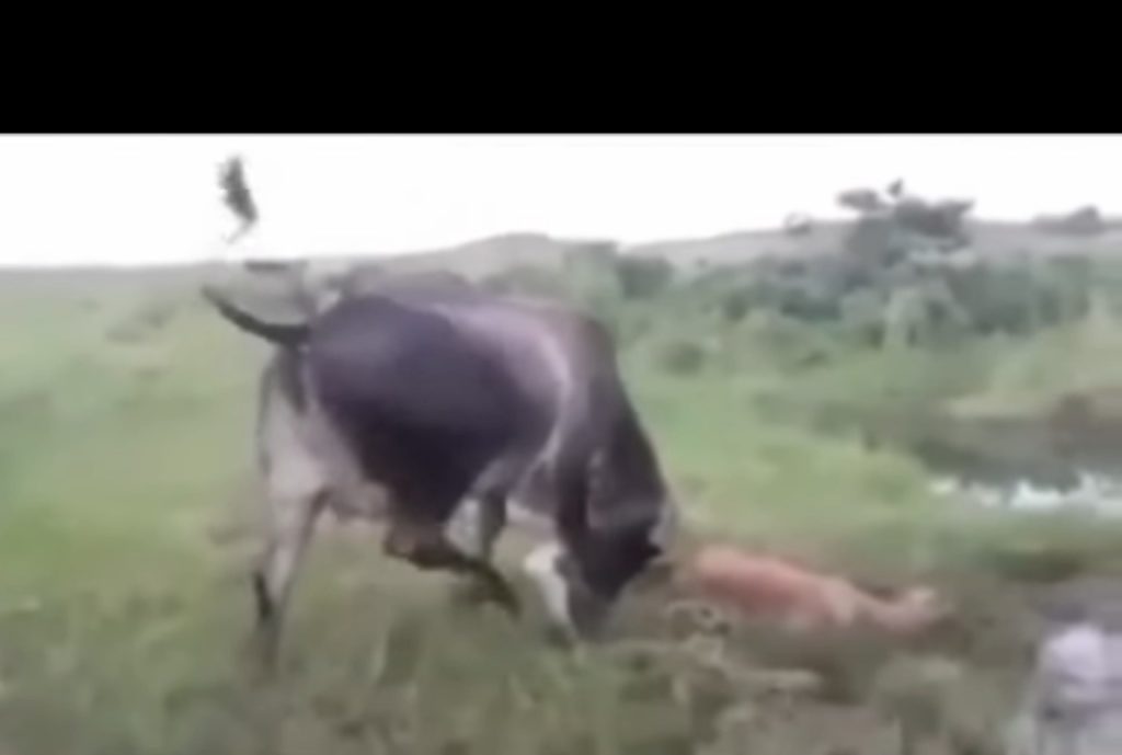 ВИДЕО содрогнувшее мир! Корова жестко отомстила анаконде за убийство теленка