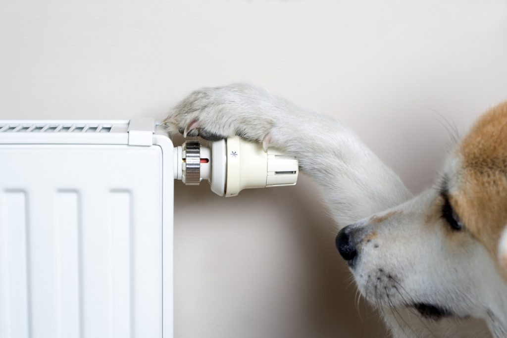 Household concept with dog adjusting comfort temperature on radiator. The dog is Japanese Akita Inu.
