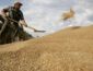 Эксперты оценили зерновой рынок Украины, 40% которого в тени