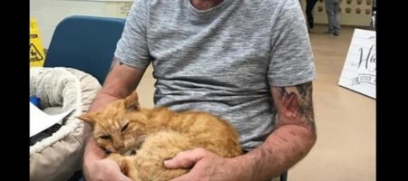 Невероятная история: кот нашел своего хозяина спустя 14 лет скитаний