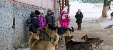 УЖАС на Одесщине! Стая злых псов разорвала 6-летнюю школьницу - жуткие подробности