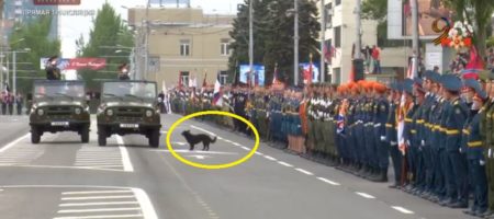 "Собака лает на исчадие ада!" На параде в оккупированном Донецке служивые отдавали честь не Захарченку а собаке (РАЗРЫВ СЕТИ ВИДЕО)