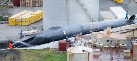Впервые за последние 40 лет был убит синий кит (ШОКИРУЮЩЕЕ ФОТО)