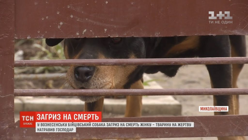 На Николаевщине бойцовский пес загрыз насмерть женщину (ВИДЕО)