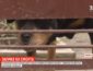 На Николаевщине бойцовский пес загрыз насмерть женщину (ВИДЕО)