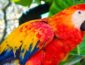 В Бразилии арестовали попугая за помощь местным наркоторговцам