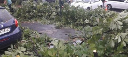 Коммунальщики подсчитали сколько деревьев повалил ураган в Киеве