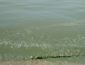 Море в Одессе позеленело и несет опасность: чем оно может навредить и можно ли купаться