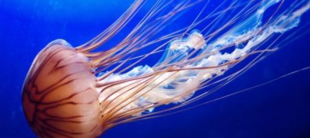 Как оказать первую помощь при укусе медузы - советы экспертов