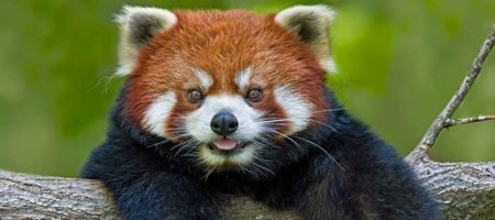 Ученые показали новый вид красных панд. ВИДЕО