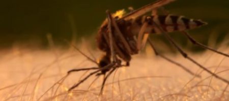 Ученые выяснили, где и как зимуют комары