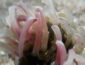 У побережья Бердянска видели загадочные создания со щупальцами (ВИДЕО)