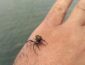 Смертельно опасный паук укусил женщину на популярном украинском курорте