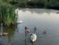 В Ужгороде подростки забросали семью лебедей камнями
