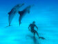 Под Одессой турист едва не погиб из-за стаи дельфинов