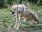 УЖАС! Волк утащил двухлетнего ребенка прямо из двора на оккупированном Донбассе