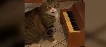 Этот кот играет на пианино, когда ему хочется есть (ВИДЕО)