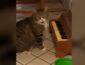 Этот кот играет на пианино, когда ему хочется есть (ВИДЕО)