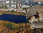 Собачатина на обед: в Киеве живодеры устроили охоту на собак (ВИДЕО)