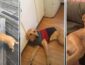 Бездомная собака из Запорожья стала суперзвездой модного глянца (ВИДЕО)