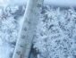 Погода на Николая, Новый год и Рождество: синоптики рассказали, будет ли зима