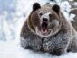 В Карпатах медведь погнался за лыжником на горнолыжном спуске (ВИДЕО)