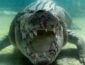 Огромный крокодил, который проглотил двух акул, попал на ВИДЕО
