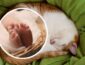В Остроге кот задушил 4-месячного младенца: детали трагедии