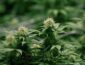 В Раде назвали сроки легализации медицинской марихуаны