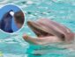 В Одессе дельфин укусил маленького ребенка: пришлось накладывать швы (ВИДЕО)