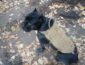 Украинский пес-разведчик Вася на фронте вырвался из плена оккупантов. Отгрыз себе лапу (фото)