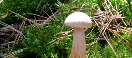 В Україні помітили новий вид грибів: як він з'явився та чи можна його їсти (фото)