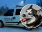 Ледь не помер на морозі. Поліція врятувала собаку, який загубився: зворушливе відео