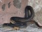 В Одесі рідкісна змія покусала директора зоопарку: червонокнижний велетень дуже налякав мешканців п'ятиповерхівки (ФОТО)