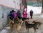 УЖАС на Одесщине! Стая злых псов разорвала 6-летнюю школьницу - жуткие подробности