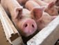 Украина сумела значительно повысить уровень импорта свинины