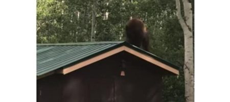 Медведь в США украл кормушку для птиц со двора (ВИДЕО)