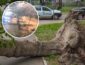 Штормовое предупреждение!В Киеве мужчина чудом увернулся от падающего дерева. Видео