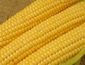 Китай стал основным импортером украинской кукурузы