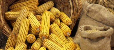 Засуха на треть снизила урожайность кукурузы на Житомирщине