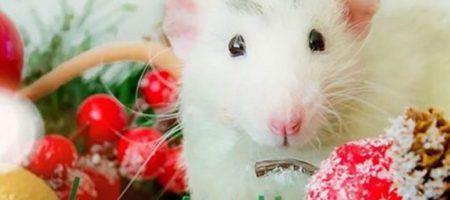 5 настоящих любимчиков Металлической Крысы по знаку Зодиака 2020 года