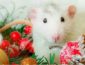 5 настоящих любимчиков Металлической Крысы по знаку Зодиака 2020 года
