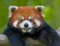 Ученые показали новый вид красных панд. ВИДЕО