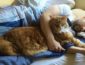 Семь причин разрешить кошке спать вместе с вами