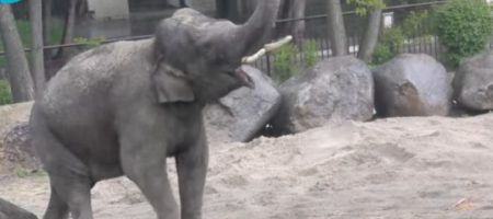Слон из киевского зоопарка показал, как получить удовольствие от дождя