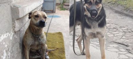 Экс-нардеп жестко раскритиковал решение Минюста о продаже собак