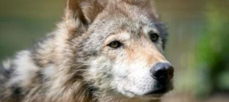 Жители Прикарпатья в ужасе: голодные волки вышли на тропу войны