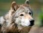 Жители Прикарпатья в ужасе: голодные волки вышли на тропу войны