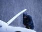 Не ломайте автомобиль: автогонщик рассказал, как спасти машину от сильных морозов