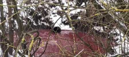 Кровавое месиво и вонь невыносимая: реку на Прикарпатье засорили отходами скотобойни
